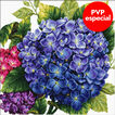 Kit Punto de Cruz Ladybird Hortensia