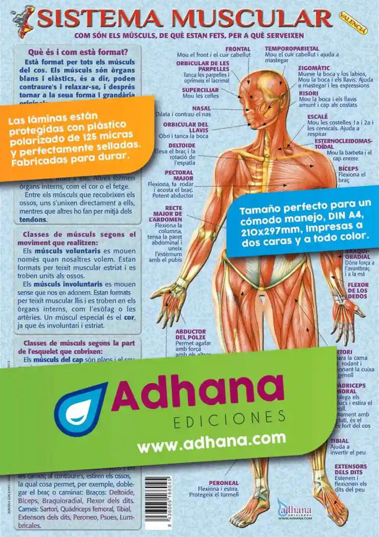 Adhav sistema muscular