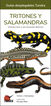 Tritones y Salamandras